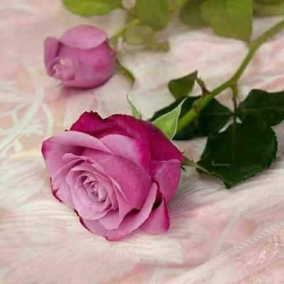 لا توجد لقاءات عبثية في الحياة....
كل إنسان تصادفه إما هو اختبار
أو عقوبة
أو هدية من السماء.