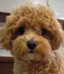 sionyuu's profile picture. 仙台国分町住み。

プロフィール写真はミクちゃん。トイプードル×マルチーズの女の子です☆