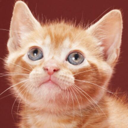 dice0128's profile picture. 