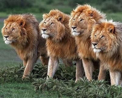 _Sadique_78's profile picture. Cyber security | CEH, CCNA, CCNP, HCIA, HCIP, Cloud Engineer, MCSE, System Administrator. VMware Engineer, Xen Citrix, CompTia A+, N+, Consultant.