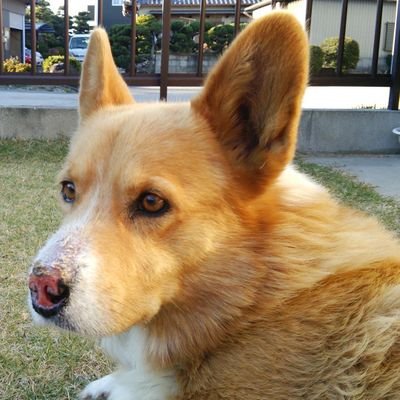 welaw15's profile picture. 弁護士、情報処理安全確保支援士、ネットワークスペシャリスト。スーパーハカーを目指して勉強中。
情報漏えい•システム開発紛争、知的財産案件、誹謗中傷対応（発信者情報開示・投稿削除）•刑事弁護などなど。質問•ご相談はDMにて。