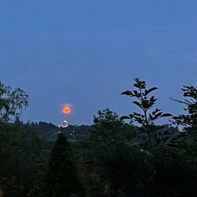 IrisF82's profile picture. 