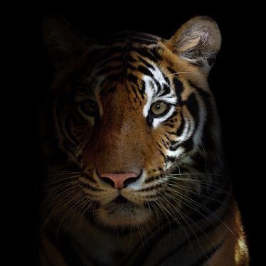 Ahmadou00099259's profile picture. The Turfu💀