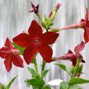 Grace Anthony - @nothingbutGrace - Twitter