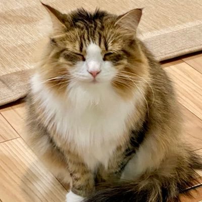 marie_2019_5_18's profile picture. 3歳のノルウェージャンフォレストキャット🐈