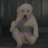バター犬 C9h18s3 Twitter バター犬 C9h18s3 Twitter