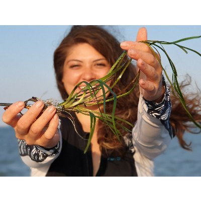Seagrass lover 🌊🌱 PhD candidate at @univgroningen (NL), investigating restoration possibilities of subtidal eelgrass in the Dutch Wadden Sea.