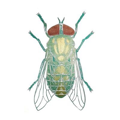 theinsectarium's profile picture. 🐛🦋🐝🐞🦗🦟 Printmaker inspired by insects, flora & fauna & vintage llustration. Art Lecturer, feminist & feline slave. Made in Margate.