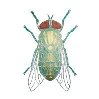 The Insectarium(@theinsectarium) 's Twitter Profile Photo
