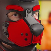 GustoBunny Pup 🏳️🌈 (@gustobunny) 's Twitter Profile Photo GustoBunny Pup 🏳️🌈 (@gustobunny) 's Twitter Profile Photo