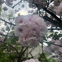 tocotoco@2026高校受験 (@tocotoc83894964) 's Twitter Profile