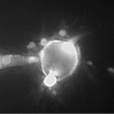 EatockLab's profile picture. Signaling in the inner ear 👂