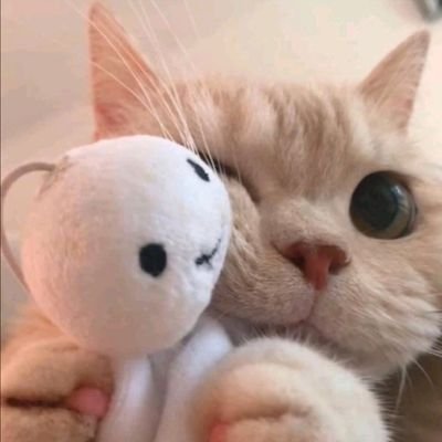 CmpP9OavRVQJBfq's profile picture. 