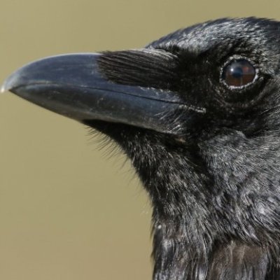 ChelseaFCCrow's profile picture. Kevin, school teacher, ex Pro Footballer.
Enjoy F1 as well, enjoy puzzles and eating berries. I invented the 'Let Me See Your Gym Face' advert.