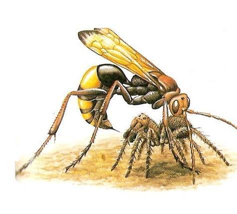 Cryptocheilus's profile picture. Bugs in medicine