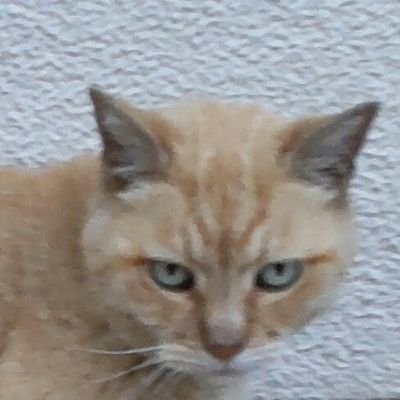 デニーズさんが好き 
デニャーズが好き🐱