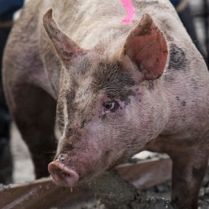 Visit Young Scat Pig Profile