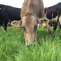 A Cheshire Dairy Farm (@farmingcheshire) 's Twitter Profile