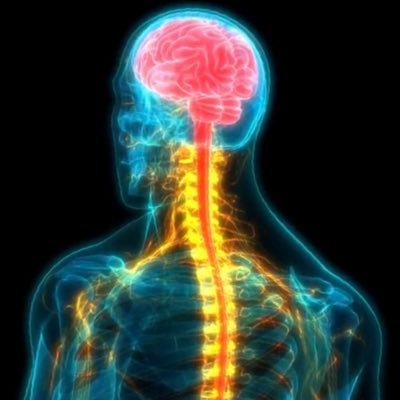 PieterS0178420's profile picture. WARNING CHANNEL ⚠️ 🔔 Advising whistleblowers - who are chipped #CNS. LC/NE confusion / Alzheimer / Neurotransmitters / health draining / 4D profiling #hydrogel