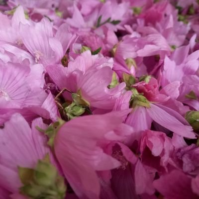 dungilish's profile picture. Purged victim. Tweets in English . Dutch in near future.