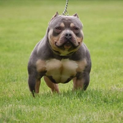 Where Every Pick Is A Keeper!
mybroskeeperkennels@gmail.com
#mybrotherskeeperkennels #mbk #mbkkennels
#mbkphotos #thebossbitch #mbkkproductions #americanbully