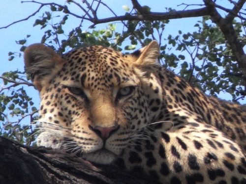 Organise personalised holidays & safaris throughout southern Africa. Specialise in honeymoons & family holidays.  Professional service & expert advice.