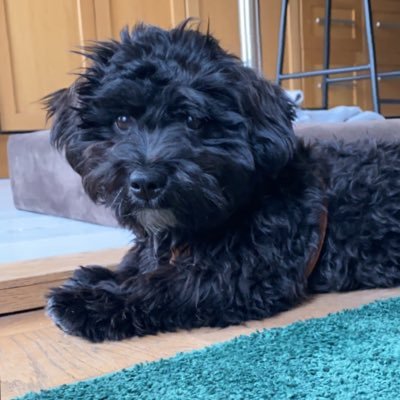 TildaCrossing's profile picture. 