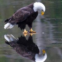 @EastLincolnEagles (@eastlincolneag1) 's Twitter Profile
