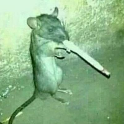 kingshitfuckmt's profile picture. ethically ambiguous