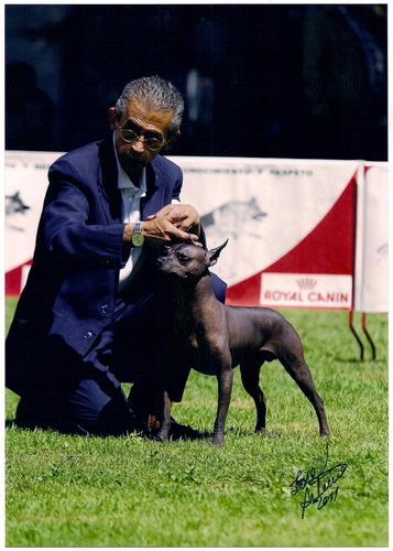 Contador y Representante de Empresas y Personas, Analista Fiscal y Crítico del mal gobierno, Animalista, Me Gustan los Xoloitzcuintles (xolero de corazón)
