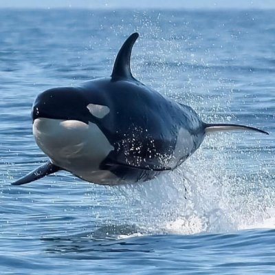 Free_W1lly's profile picture. Just let me leave seaworld, are you kidding me what the heck