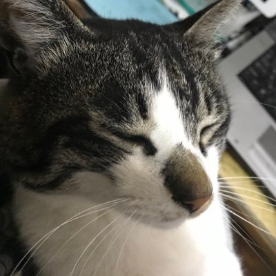 奥州市でこんの資材と言う資材屋をやってます   ネコ店長のカンカンと箱入り娘ネコのにんにん、はっちゃけ小僧のキャバリア11歳のわさび、と相方と暮らしてます