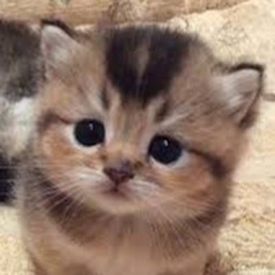 Yiku10252471's profile picture. 