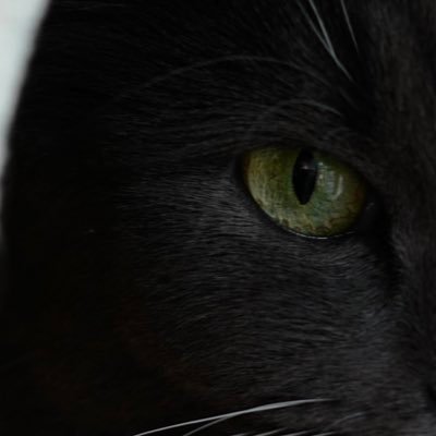 _ryangao_'s profile picture. 