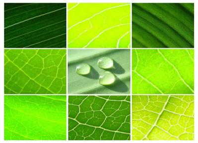Des infos, conseils et astuces sur la nature & environnement pour une vie plus écolo et pour sauver notre planète.