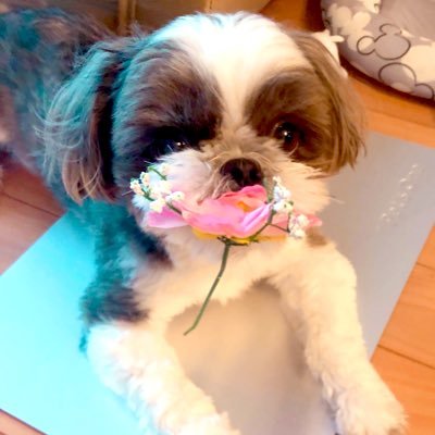 ふくまる🐶　🐢更新期間さんのプロフィール画像