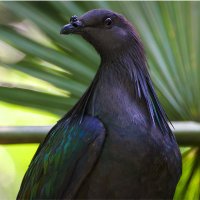 IUCN Pigeon and Dove SG (@iucn_pigeons) 's Twitter Profile