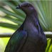 IUCN Pigeon and Dove SG (@IUCN_Pigeons) Twitter profile photo