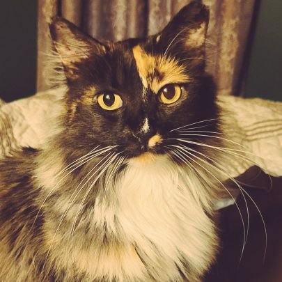 I like cats 🐱 and queens 👸. #toripeepawsesq and #msmaude are my, 2 fluffy, tortie, calico kitties. Owner of Scotish land = I'm a lady.