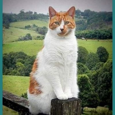 bboca's profile picture. 