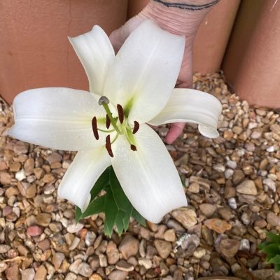 becnether's profile picture. 