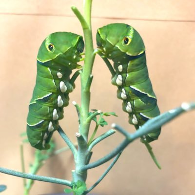 Butterfly lover🦋 from🇯🇵 芋活7年目🐛 Ph.D. student🎓自分の研究とは全然関係無いですが、アゲハの幼虫を育てています♥️ 特に終齢芋さんが好きです🐛🐛無言フォロー失礼します🙇‍♀️#芋活 #アゲハ 🗣🇯🇵🇫🇷🇬🇧