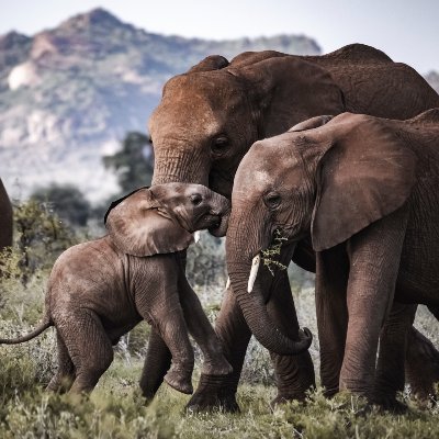 We are a group of experts focusing on the conservation and management of African elephants. To learn more, please follow and share. Photo: Robbie Labanowski