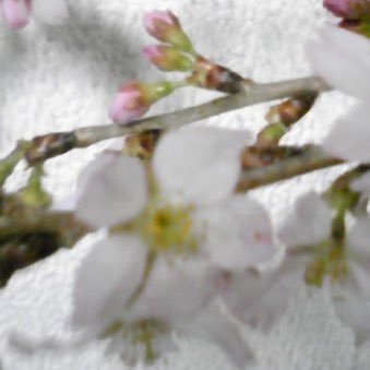 草彅剛くんが一番好きです。 60代ですが、これからもずっと応援しています。