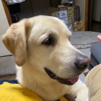 とまとーま/トレカBOX買取 (@second78729117) 's Twitter Profile