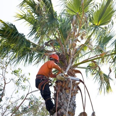 Full Tree Service Panama City serves Bay County. Our experienced team provides tree services such as, tree removal, tree trimming, cutting & stump grinding.