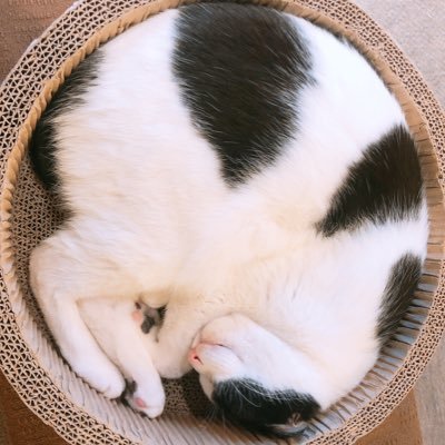 ukyo_avenir's profile picture. 🐈 📸