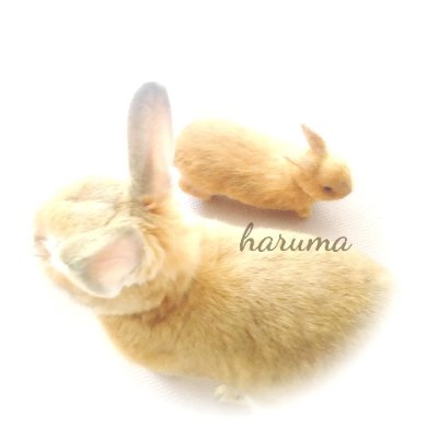 haruma's rabbitさんのプロフィール画像