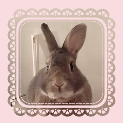 🐰うさおくん opal 2011.11.27🎂〜2022.2.6🌙お月様組み🌖10歳2ヶ月🌈animalrights🌏🌱vege life🐰🌿🥕rabbit & animal lovers🐰BTS 방탄소년단JapanARMY🐰💫🪐I purple you💟