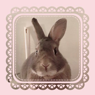 🐰うさおくん opal 2011.11.27🎂〜2022.2.6🌙お月様在住🌖10歳2ヶ月🌈animalrights🌏うさぎさんaccount🐰vege life🐰🌿🥕rabbit & animal lovers🐰BTS 방탄소년단Japan-ARMY🐰💫🪐bora🐰🔎